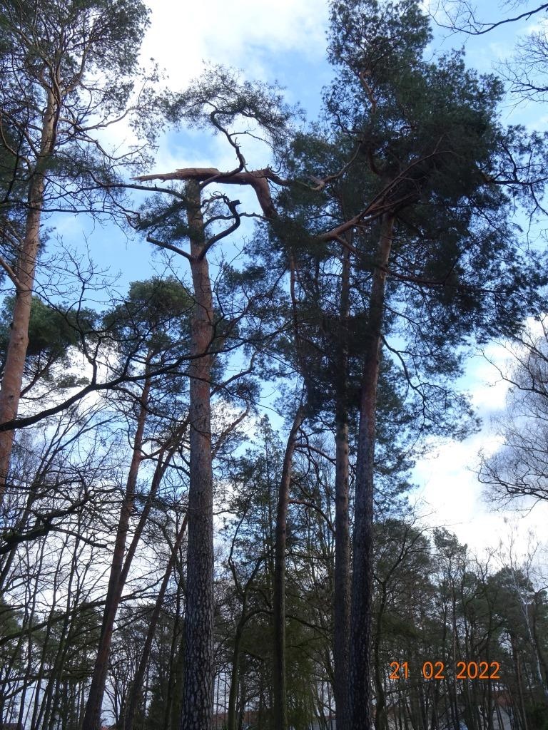 Bild vergrößern: Auf dem Waldfriedhof und in Stolpe-Süd müssen herunterhängende Äste an Bäumen nach den Stürmen beseitigt werden.