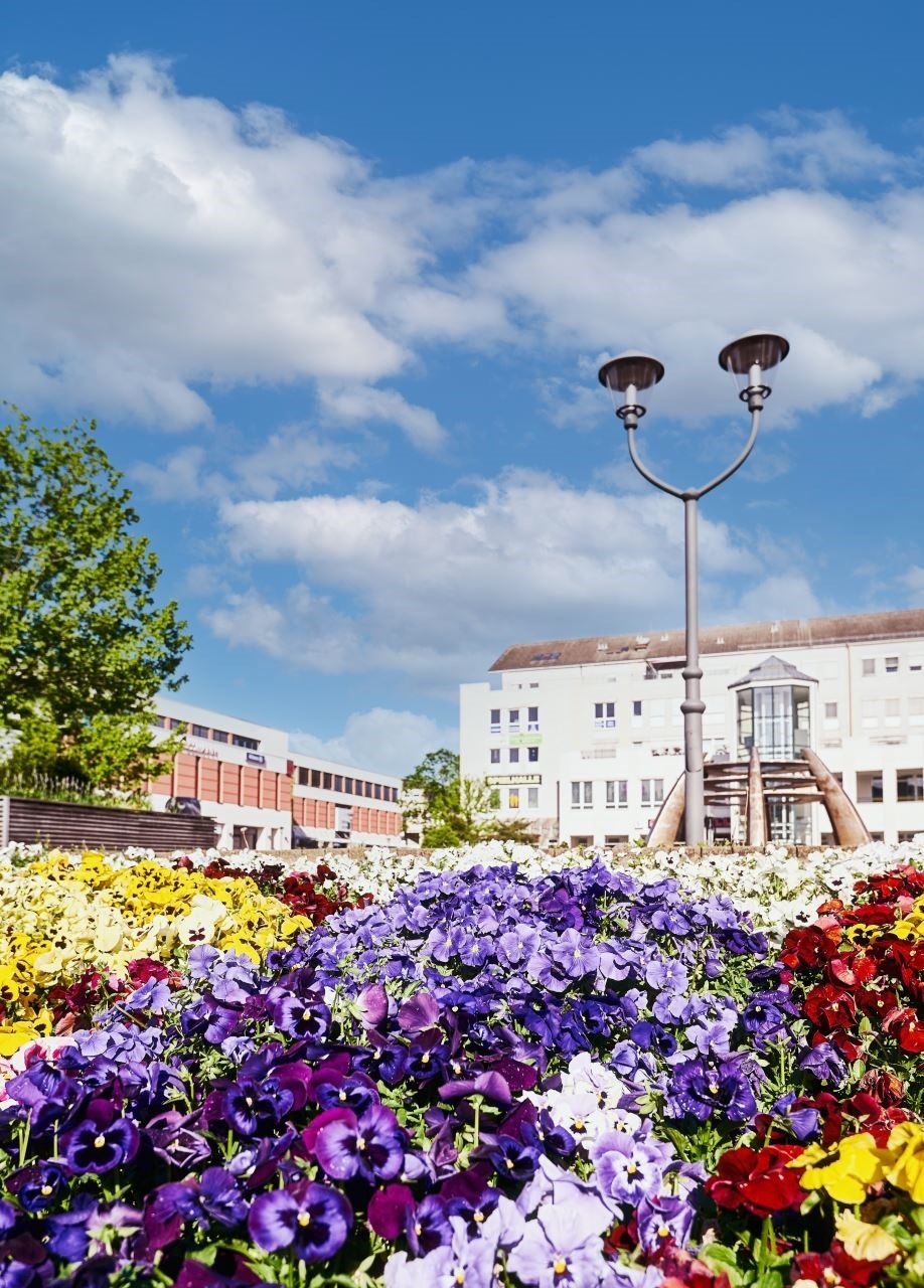 Bild vergrößern: Auf dem Havelplatz Hennigsdorf werden am 3. März Blumen für den Frieden gepflanzt.