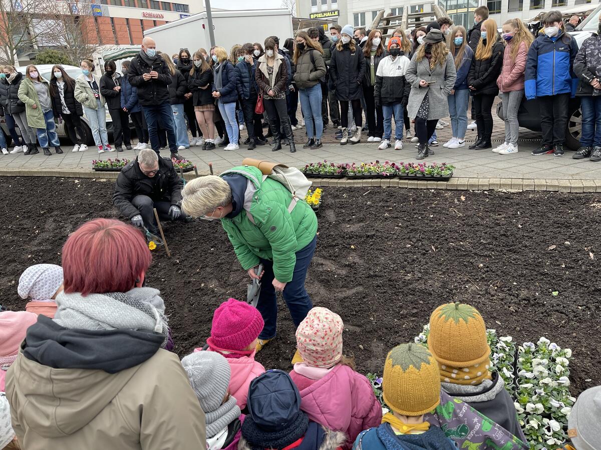 Bild vergrößern: In ein Beet am Havelplatz werden 400 Stiefmütterchen gepflanzt - in Form des Peace-Zeichens, das für Weltfrieden steht.