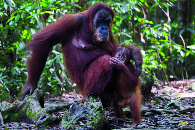 Bild vergr&ouml;&szlig;ern: MVS_Indonesien_Orang Utan, Sumatra