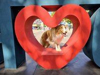 Bild vergr&ouml;&szlig;ern: Festmeile 2026 - Collie-H&uuml;ndin Bonnie schaut durchs Herz